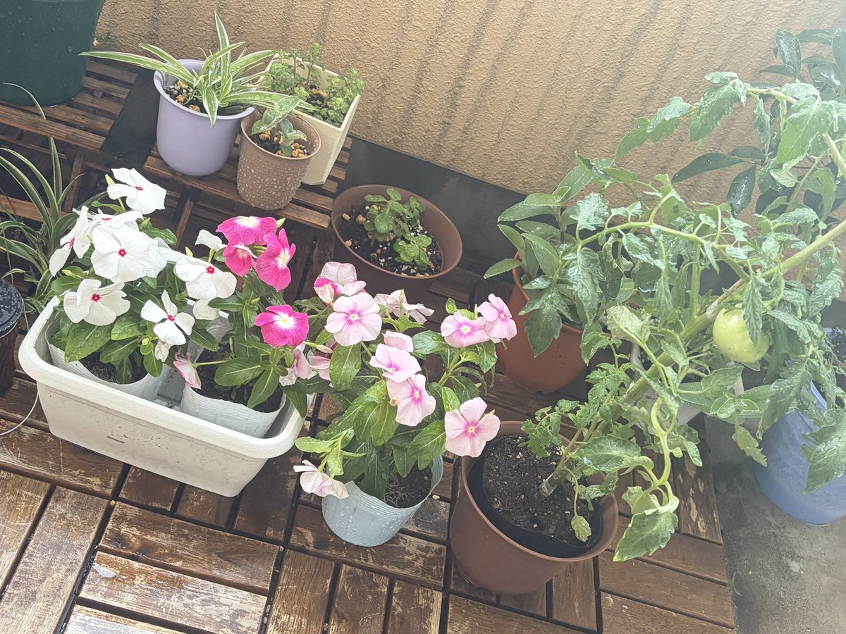 mrrrrrrrn's tweet photo. 🆕トマトと日々草🍅🌸
あと大好きガーベラ🌼 https://t.co/VH7UiSzhvM