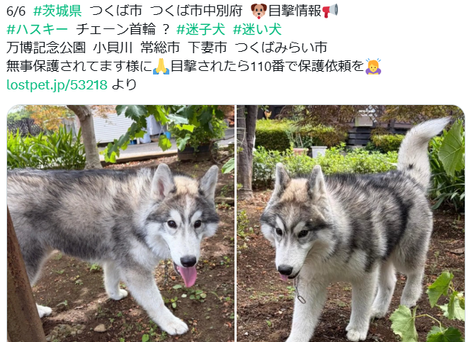 mama88872520's tweet photo. 無事お家に帰れたそうです🎉
皆様、ありがとうございました✨
#茨城県   #つくば市   #迷子犬 https://t.co/E3seSU9Rrg