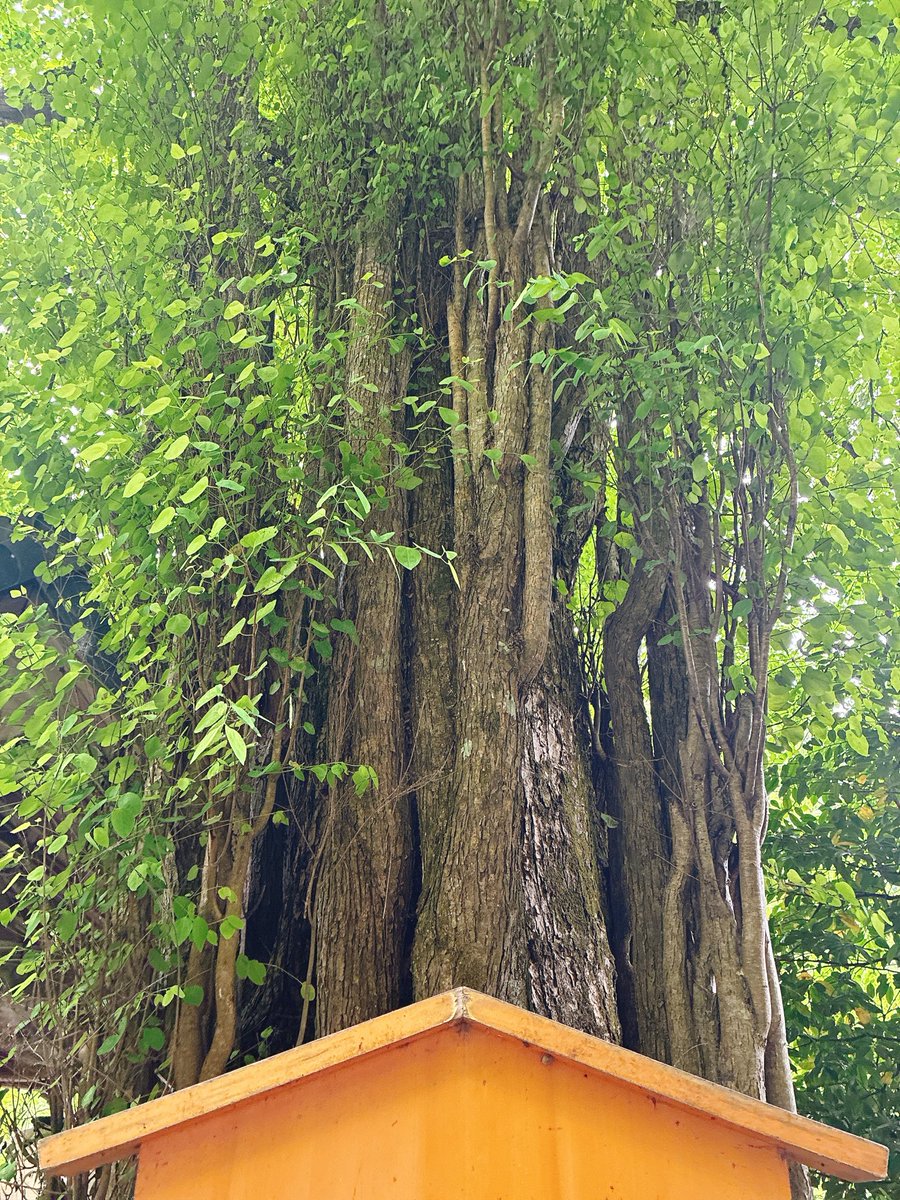 chipchipss's tweet photo. 新緑の貴船神社へ。大きな桂の木があるのが好き。今回も奥宮には行けずまたの機会に⛩️ https://t.co/m2UD4hSVj6