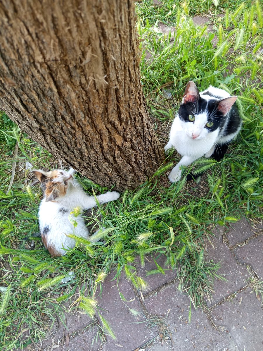 bicansiz's tweet photo. Yol günlükleri 🐈 https://t.co/k0Wb17s19o