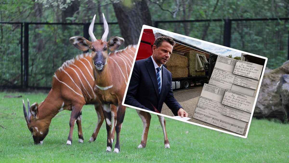 MarcinTyc's tweet photo. Godzina. Tyle wystarczyło mi, żeby sprawdzić „aferę” o sianie z Niemiec dla warszawskiego ZOO.

 Oczywiście, że nie chodziło o zwykłe siano, @trzaskowski_ nie wybierał paszy dla żyraf, a „niemiecki skandal” okazał się specjalistyczną lucerną dla egzotycznych zwierząt. Do tego tańszą niż kupowana wcześniej w Polsce.

Polityczny pasek grozy zderzył się z odpowiedziami ZOO, cenami i faktami. I nagle wyszło, że cała historia była dużo mniej sensacyjna niż wpisy Suwerennej Polski i medialne alarmy o „sianie z Niemiec”.

Proszę o gromkie RT. 

@DariuszMatecki 🤡🤡🤡

https://t.co/mcIFN0dHoO