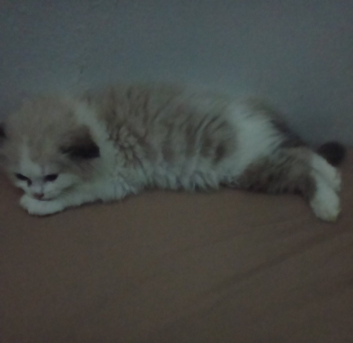 ciomew's tweet photo. gemesss kupingnya turun terusss, mana badannya makin ngembang😭🤏🏻 https://t.co/VUXMdmX6sk