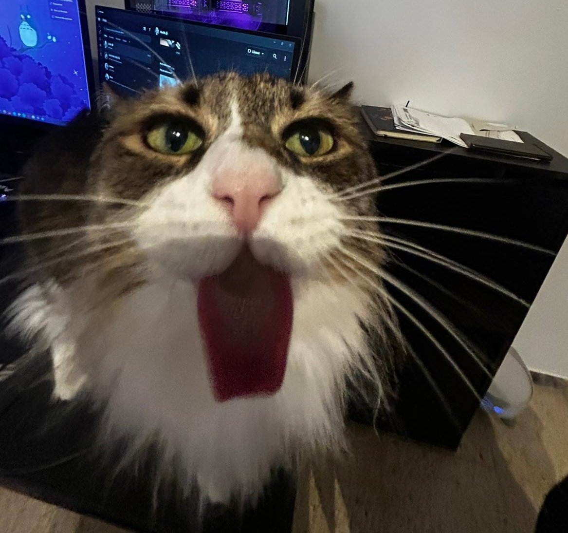 lorecuak's tweet photo. @zcahverse Custo. https://t.co/gLQgbI2DYM