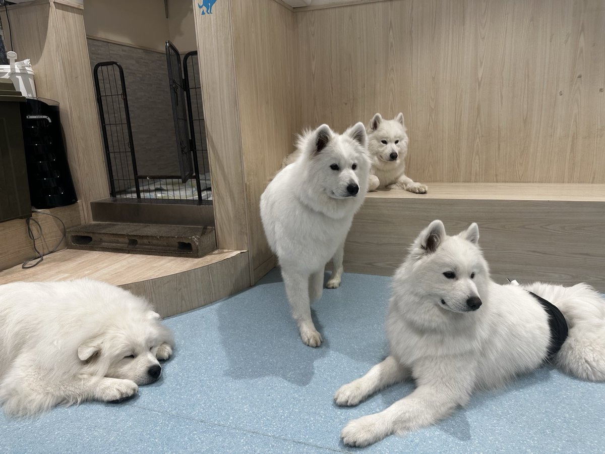 ryu_0224's tweet photo. サモエドいっぱいもふもふしてて可愛かった🐶 https://t.co/H1g8YpBsYM