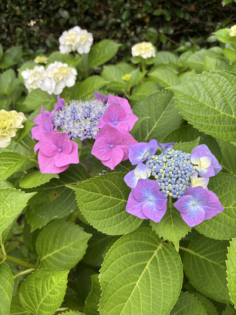 piano_dancer's tweet photo. 大きなお墓のそばにある公園の紫陽花
先週は気にならなかったけど
もっと色々な色見たいな。と。 https://t.co/7jn68UUwSp