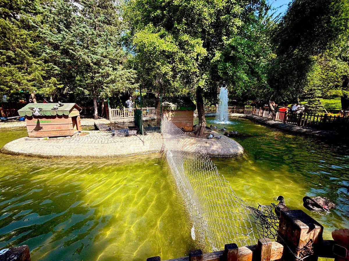 loravayss's tweet photo. Tüm şehir minicik parka sığmış gibi… #Ankara’nın yarısıyla bugün yanlışlıkla buluştuk 🤭🦢
#kuğulupark https://t.co/3oO2uqqiFF