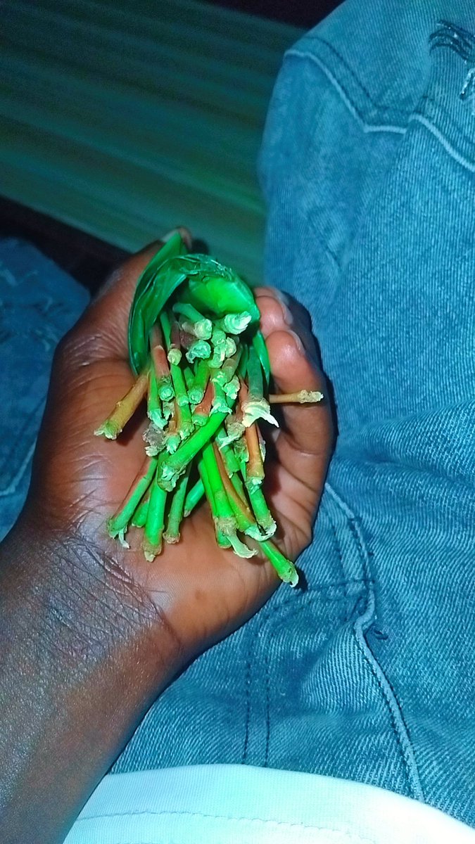 _mujuri's tweet photo. Miraa ikikushika, mawazo zinafika mbali kuliko ndege. 😂🌿
Kila kitu kwa kiasi, afya kwanza. 🇰🇪 #Miraa #Kenya 🇰🇪 https://t.co/eLwIT21ybN