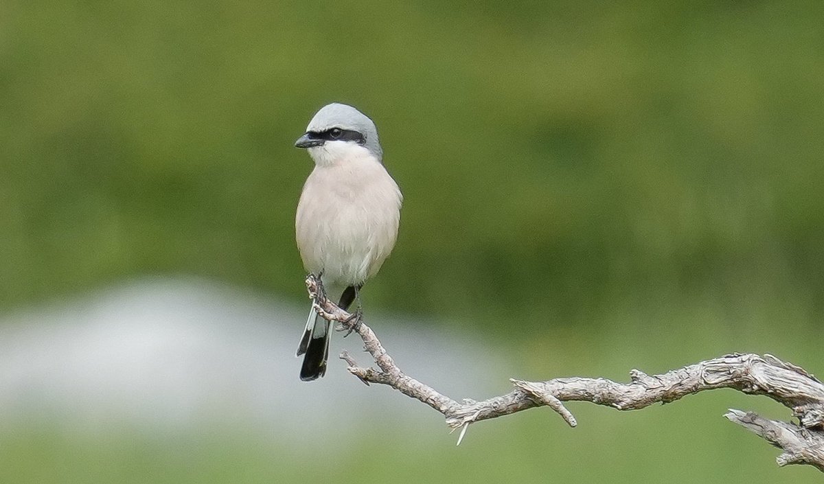 jmpicasprat's tweet photo. Ahir vaig fer un #bimbo amb l’ #escorxador més fotos de #passarell #bitxac i #mallerengapetita #ocells #ocellsdecatalunya #birds #berguedà #bagà https://t.co/LVFQOojZOa