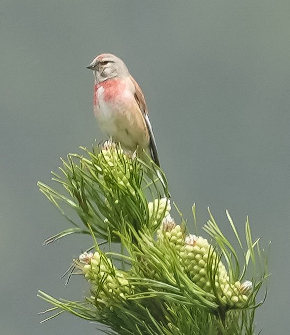 jmpicasprat's tweet photo. Ahir vaig fer un #bimbo amb l’ #escorxador més fotos de #passarell #bitxac i #mallerengapetita #ocells #ocellsdecatalunya #birds #berguedà #bagà https://t.co/LVFQOojZOa
