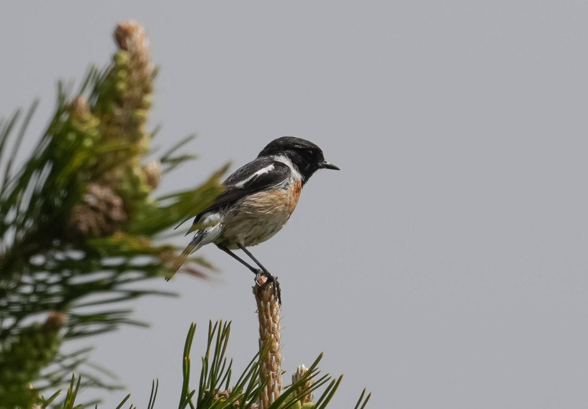 jmpicasprat's tweet photo. Ahir vaig fer un #bimbo amb l’ #escorxador més fotos de #passarell #bitxac i #mallerengapetita #ocells #ocellsdecatalunya #birds #berguedà #bagà https://t.co/LVFQOojZOa