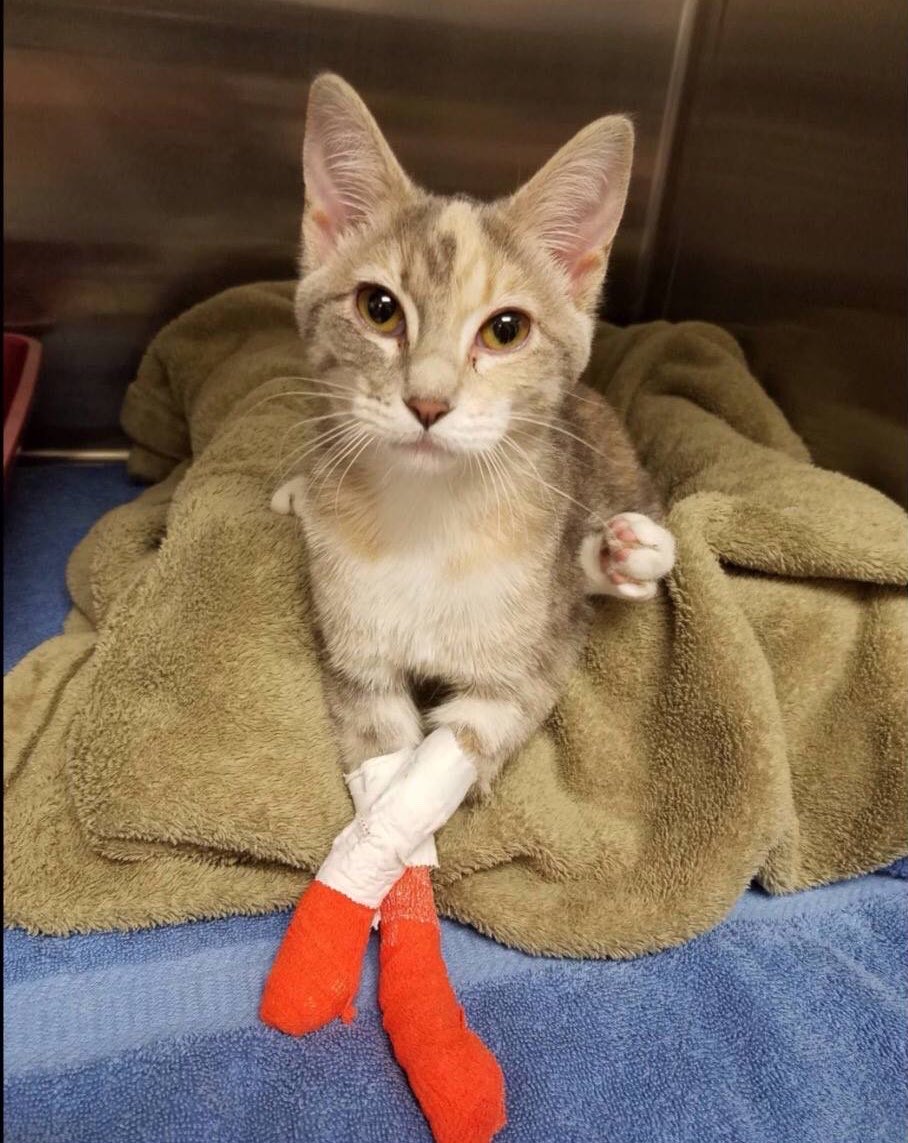 DeclawVetsRevil's tweet photo. Declawing is animal cruelty performed by strangers with a DVM after it's name. It should be banned nationwide, tell @AVMAvets to stop lobbying to keep declawing legal. https://t.co/HI6GfJIJZR