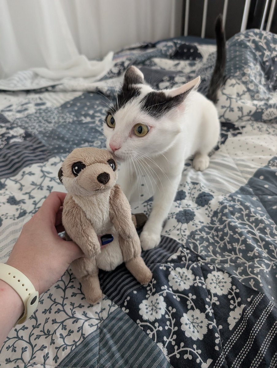 foxy_dorr's tweet photo. Сьездили в Икею, купили коту суриката https://t.co/VFUudnwKZL