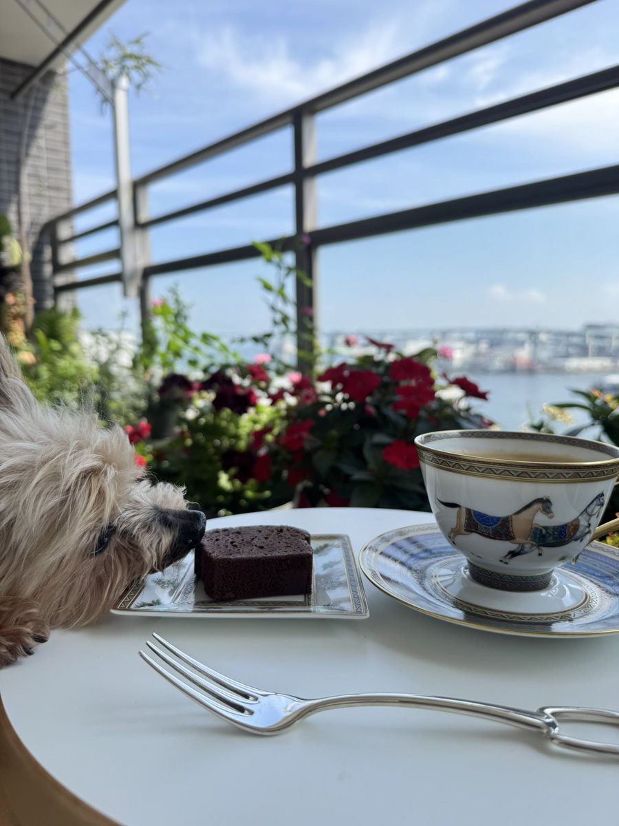 Lococo0040's tweet photo. リフレッシュしっかり出来たので今日は仕事頑張りました✌️朝シャン後のボンの気持ち良さそうな顔にも背中を押されて🐶✨
久しぶりに良い1日😅
夜は鮎とステーキサラダ、アサリの酒蒸しでした。まだ横で仕事してるので準備を少しずつしてる所です😊
＃テラス時間
＃シュバルドリアン
＃エルメスカップ https://t.co/57IHpd8fX4