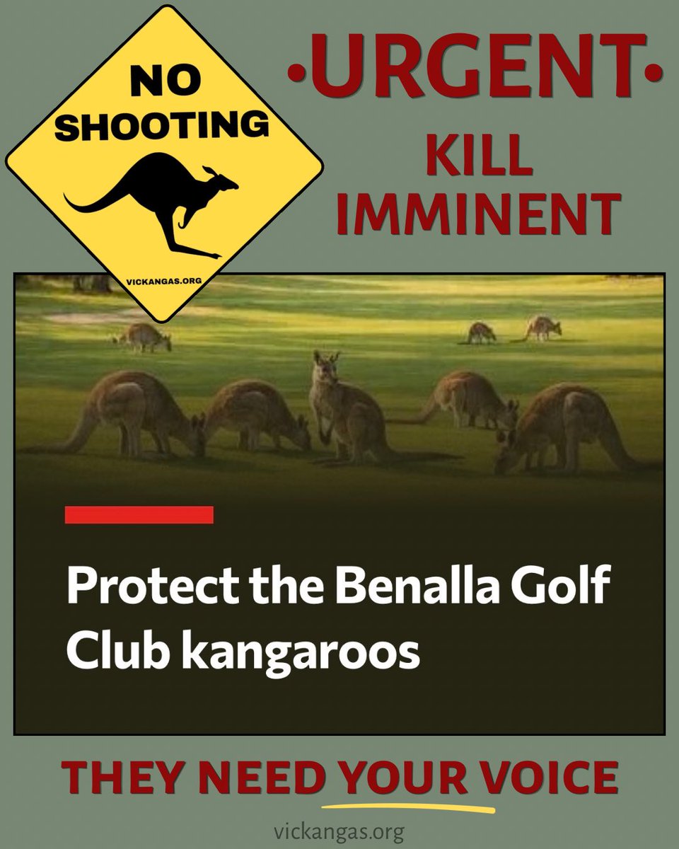 VicKangaroos's tweet photo. ⚠️URGENT - BENALLA GOLF CLUB KANGAROOS IN DANGER⚠️
Please support locals speaking out for the #BenallaGolfClub #kangaroos who are likely to be shot this Thursday 11 June 🤬
SIGN PETITION 👉 https://t.co/I27pRaylyL
More ways to help 👉 https://t.co/saTjqPwJLN
#endwildlifetrade https://t.co/SJs4BZfl5B