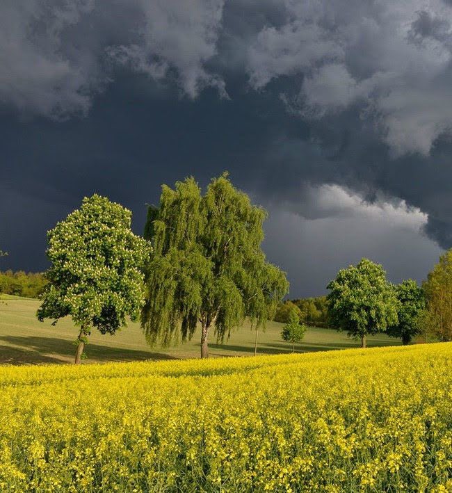 spooky_nature's tweet photo. i'm fascinated by the feeling gloomy weather brings https://t.co/93W7eiIN9M