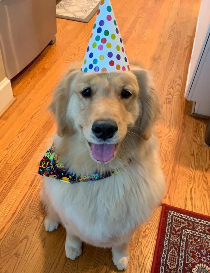 woojinispuppy's tweet photo. 강아지 생일 축하해🐶🥳 https://t.co/E6y9c7Wgqw