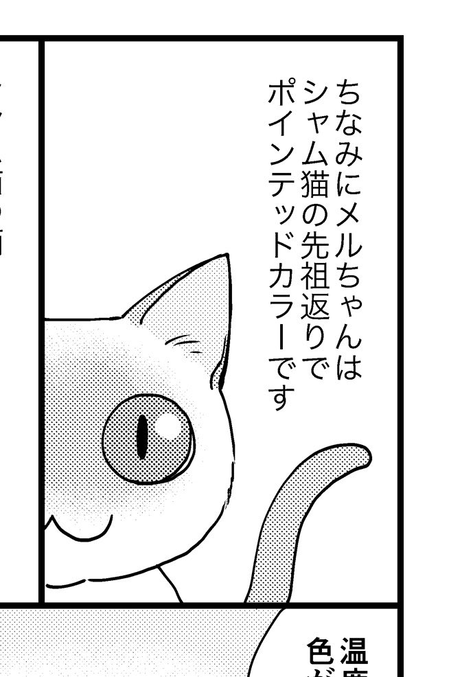 merukayama's tweet photo. ここのコマ、「シャム猫の先祖返り」と書いてしまったけど本当は「シャム猫"に"先祖返りした」と言いたかった…文章ちゃんと確認しないから…😇
ちなみに実物もおめめまんまるです https://t.co/iglfTYq6ie