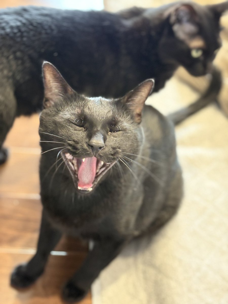FcSima500's tweet photo. あくび4コマฅ(ↀᴥↀ)ฅ

#猫のいる暮らし #黒猫 #猫 #ねこ https://t.co/PNYTe3Mw56