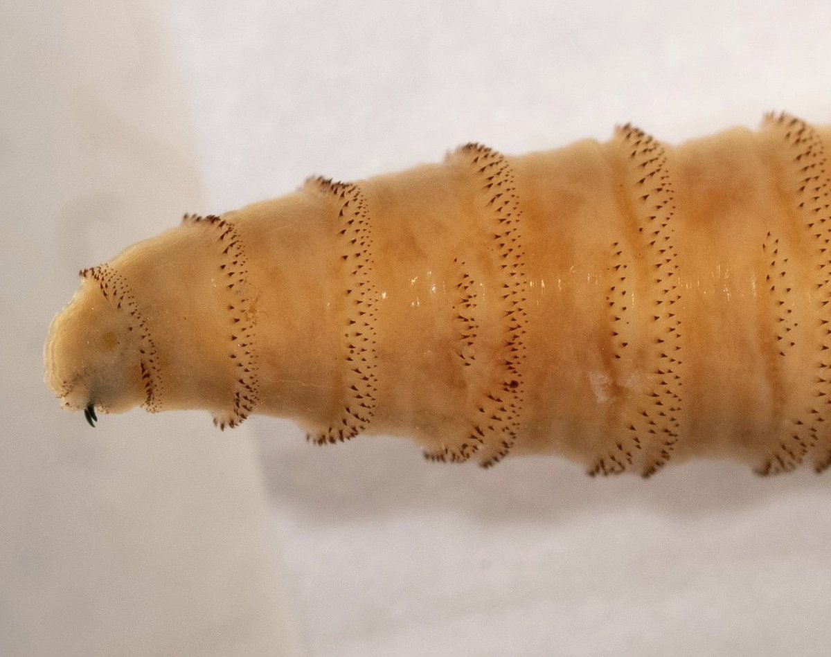 krassenstein's tweet photo. MAJOR BREAKING:  Canada bans Texas cattle over flesh-eating screwworm outbreak.

Remember that Trump/DOGE pushed broad USDA staffing and budget cuts that affected APHIS, which happens to be the the Animal and Plant Health Inspection Service within the U.S. Department of Agriculture, responsible for overseeing screwworm in cattle at the federal level.

Thanks Trump for screwing us, you worm....