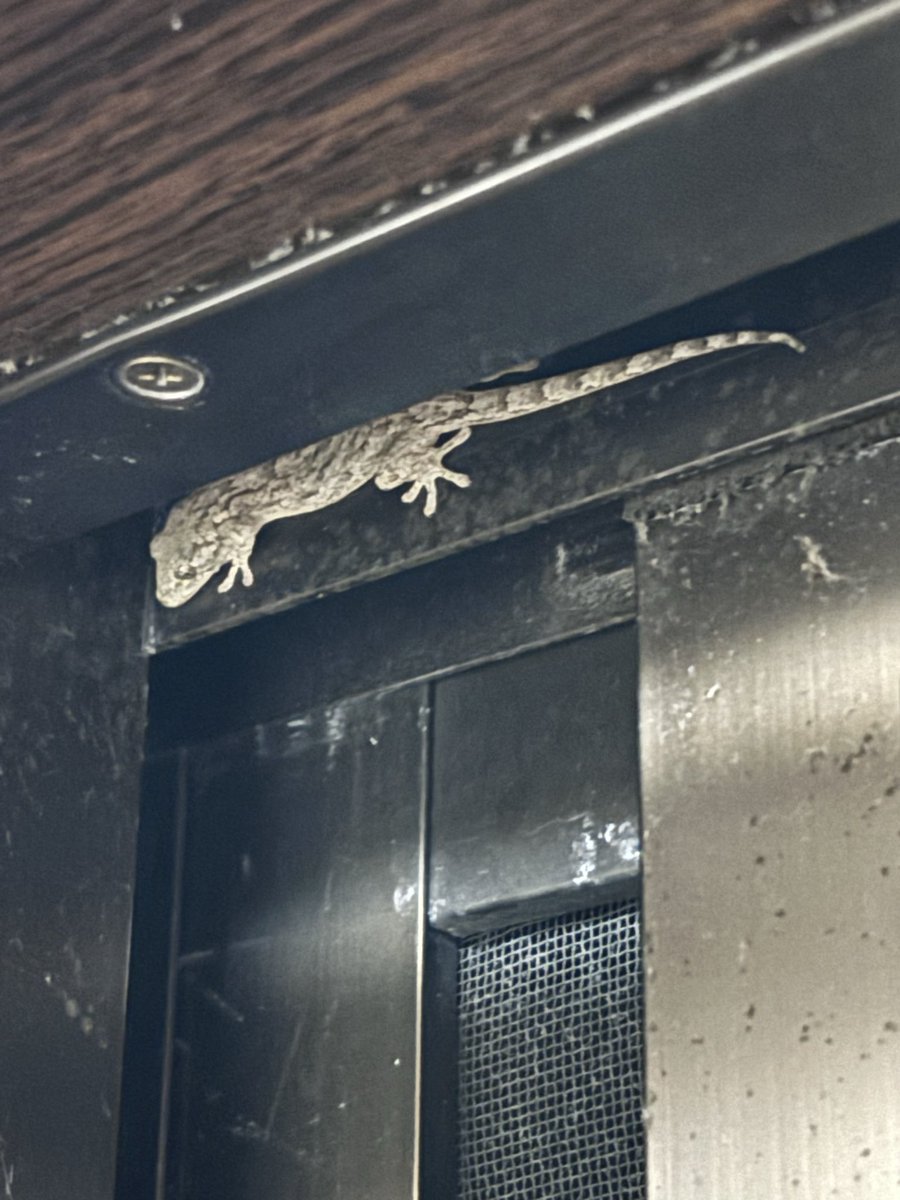 Ohp7D's tweet photo. ハチ🐝の次はこやつ🦎
なんか久々に見たな～
戸を開けたら素直に出ていかはりました https://t.co/Fj8lGB6mlN