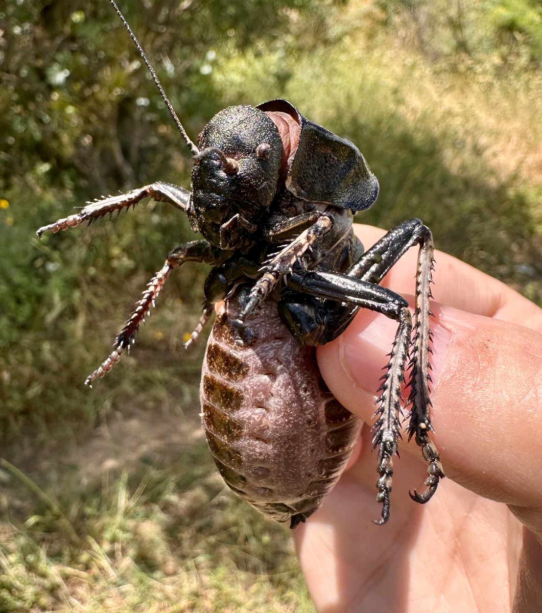 EntAntony's tweet photo. A very large ground cricket in North Macedonia, anyone knows what species this is? https://t.co/y7bsgl5YpD