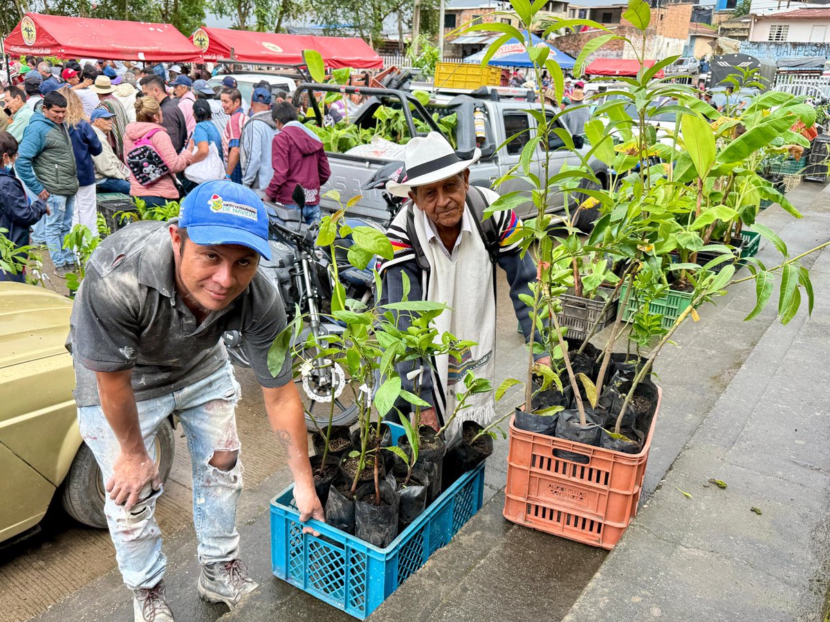 JorgeEmilioRey's tweet photo. Entregamos 15.600 árboles frutales y abonos orgánicos, además de brindar asistencia técnica a 780 familias campesinas productoras de cítricos, mango, aguacate, guayaba y plátano en #Anolaima, uno de los municipios con mayor tradición frutícola de Cundinamarca, reconocido a nivel nacional como la Capital Frutera de Colombia.
Mandarina arrayana, naranja valencia, limón tahití, mango tommy, aguacate hass, guayaba pera y plátano dominico son algunas de las variedades que llegaron al territorio para permitir la renovación de cultivos, diversificar la producción y fortalecer la capacidad productiva de las unidades agrícolas familiares.
Con una inversión de $240 millones, buscamos mejorar las condiciones para la producción rural, generar mayores oportunidades económicas para los campesinos, impulsar la seguridad alimentaria y, por supuesto, seguir consolidando a Anolaima como referente nacional en producción de fruta.
