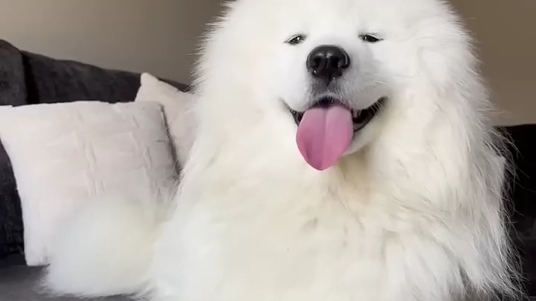 BALLER_ATTIC's tweet photo. My little puppy grew 2 inches in 2 months—woke up to a bigger, fluffier boy today!  Can’t wait for all the fun (and chaos) ahead. https://t.co/wsula0DWHH