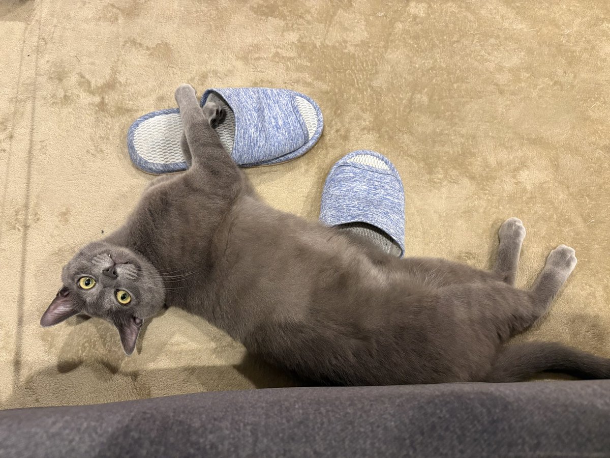 rx7_kai's tweet photo. 本日の小次郎🙈 https://t.co/7t5x1K3hVz
