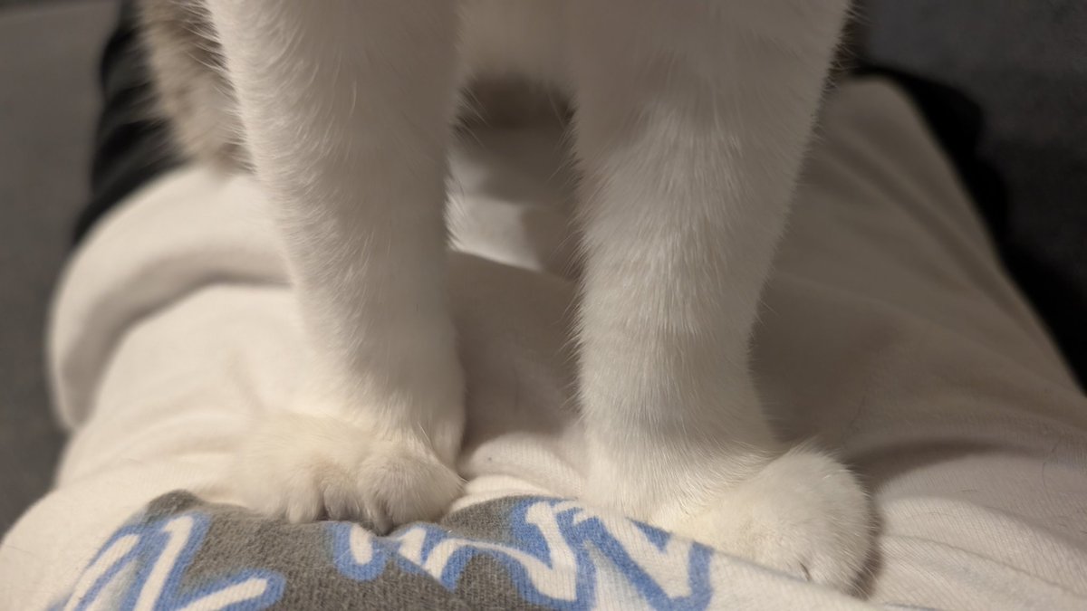 blue_noracat's tweet photo. どうして https://t.co/9YYImDUTLz