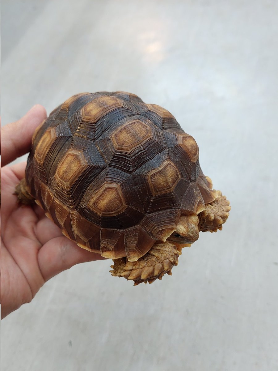 カメ在庫紹介！！】 ・ケヅメリクガメ リクガメの中でもトップクラスの