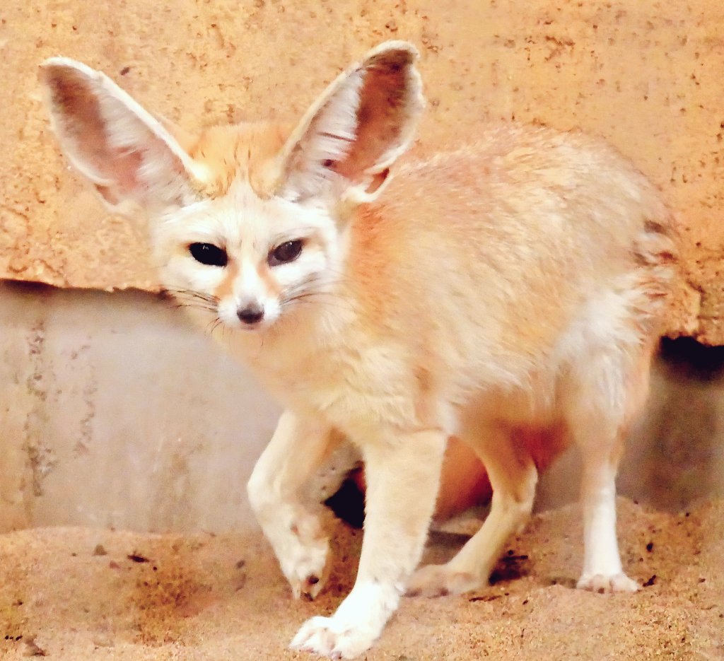 applekisaragi23's tweet photo. 今日(6/6)のフェネック🦊のシュシュちゃん🦊です💕

#井の頭自然文化園　#フェネック https://t.co/wsAXQOtwi7
