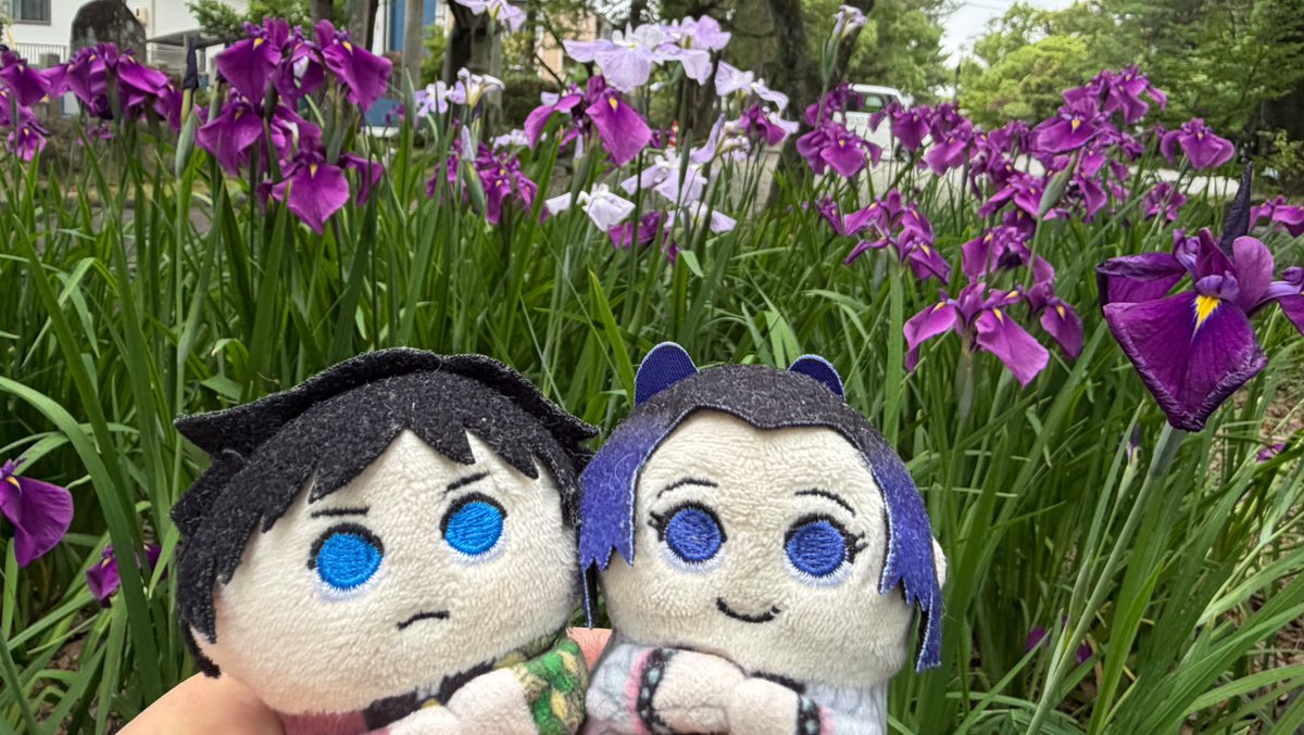 shimazo16's tweet photo. 花菖蒲もう咲いてた！ https://t.co/lokHB2ereb