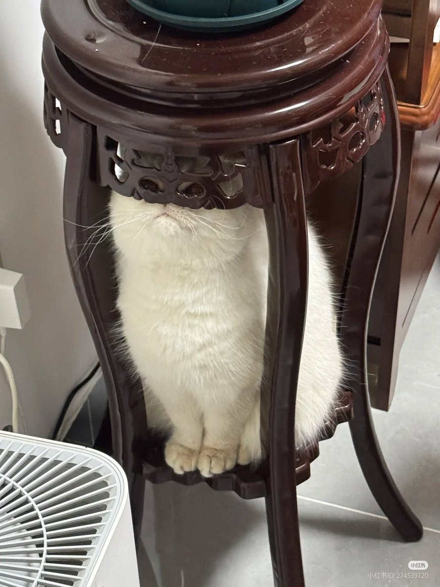 The Cats 𝕏 tweet media