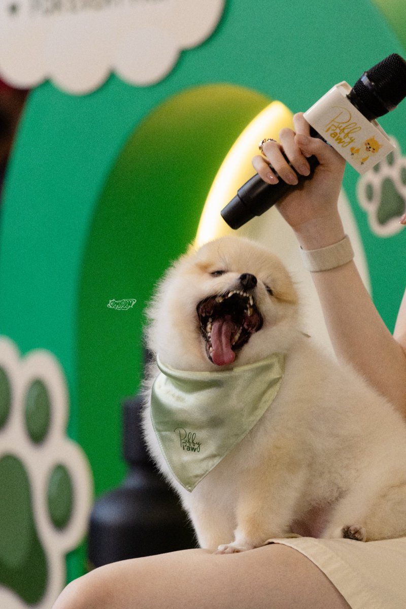 ORMKORNHOMETH's tweet photo. อูนิง่วงม้ายยย                                  ม่ายง่วงงง

LOVE AND PAW X ORM 
#LoveAndPawWithOrmkornnaphat
#ออมกรณ์นภัส #OrmKornnaphat
@ormmormm https://t.co/iWKaEaQbO3