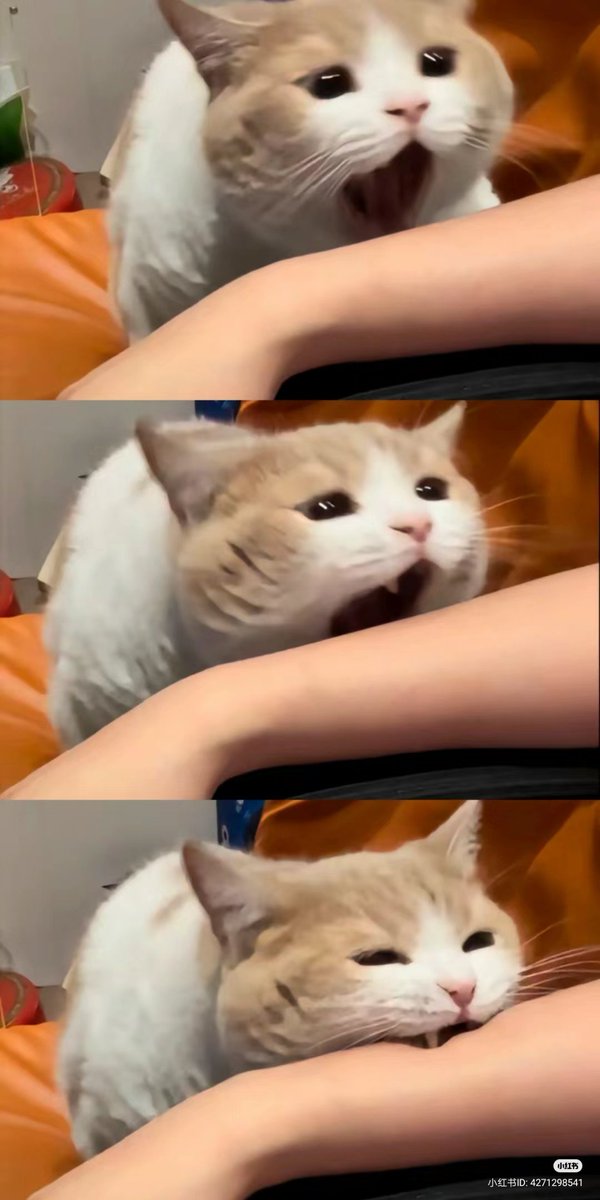 TheCatsX's tweet photo. CHOMP https://t.co/tVv5SZGGfk