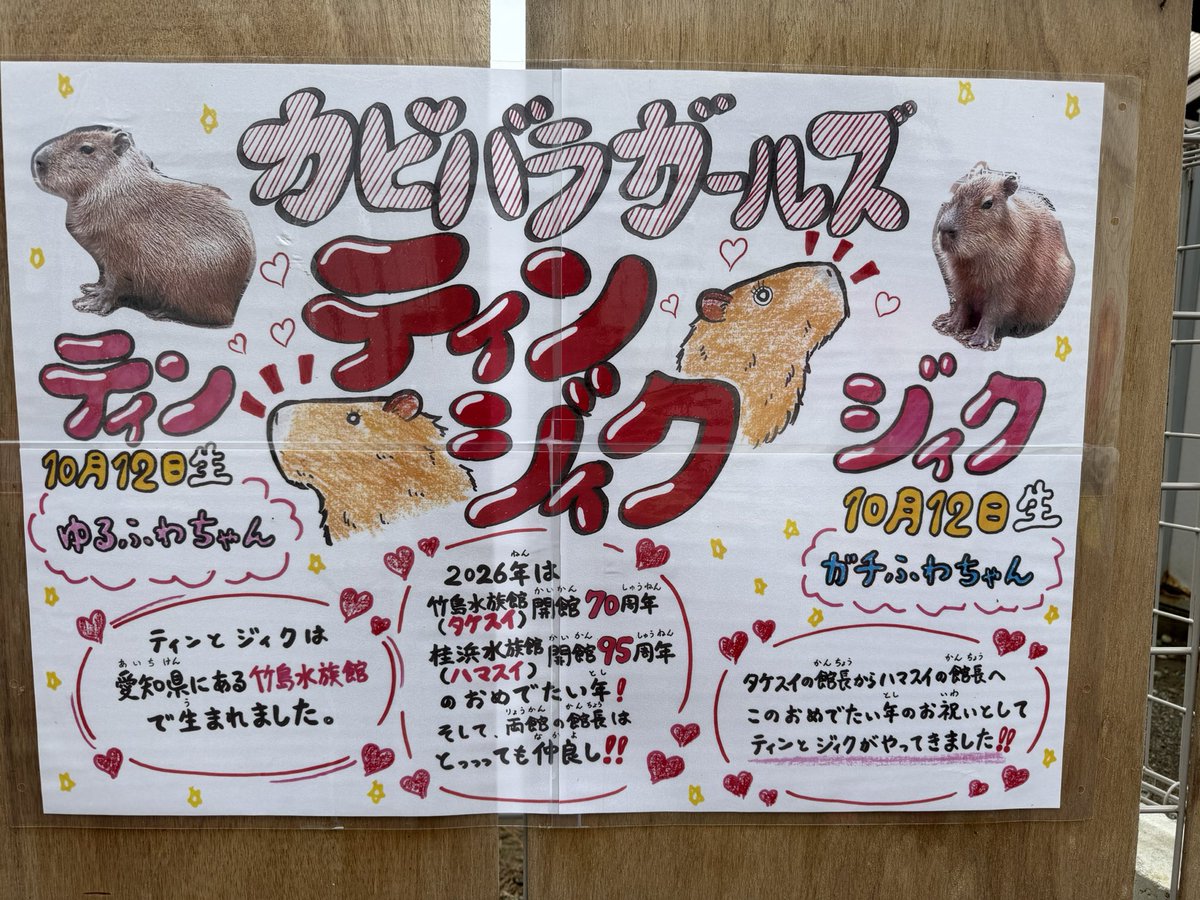 ham30's tweet photo. ティン＆ジークちゃん（元タケスイの女の子たち）
とっても元気で沢山食べて寝てました‼️
 #カピバラ  #capybara https://t.co/xQG70gHzdY