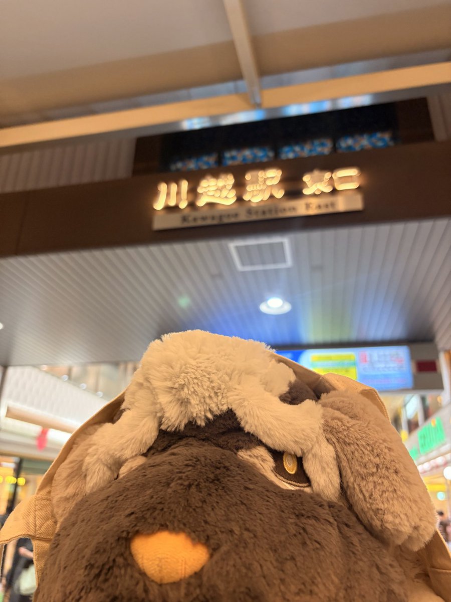 LALAffy's tweet photo. バイバイ埼玉県川越市👋またいつの日か❗️さぁみんなのとこに帰るよ〜💨

#マフィティフ
#ポケモンと生活
#ポケモンぬい撮り https://t.co/zfTt5cTH6y