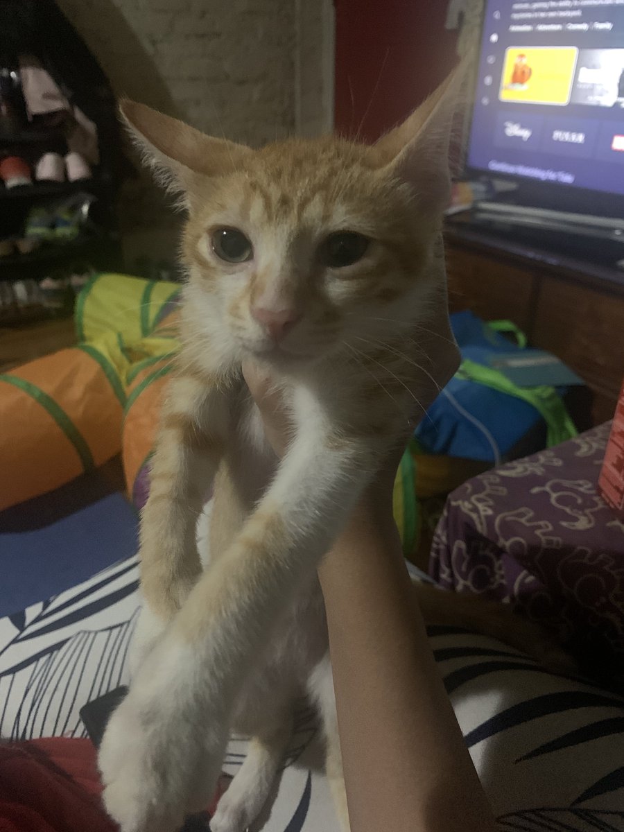 gayshinoa's tweet photo. fat creature who thinks of nothing but food https://t.co/a5NYqTDz7t