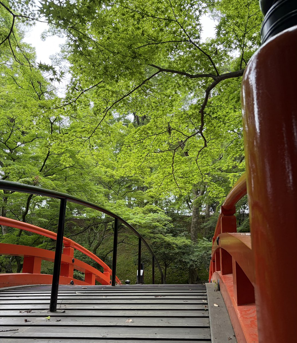 umeno__02's tweet photo. 昨日は朝イチでこの時期行ってる北野天満宮の青もみじをまず見てきました、ここ数日の疲れを癒す作業…… https://t.co/13osWigPql