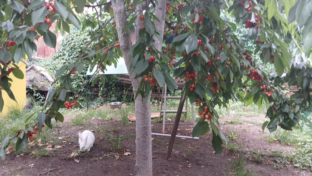 1chiaseeds's tweet photo. #Cherrytwt i cant wait to collect my cherries ngh #goodtwt https://t.co/6BZe84SfB9