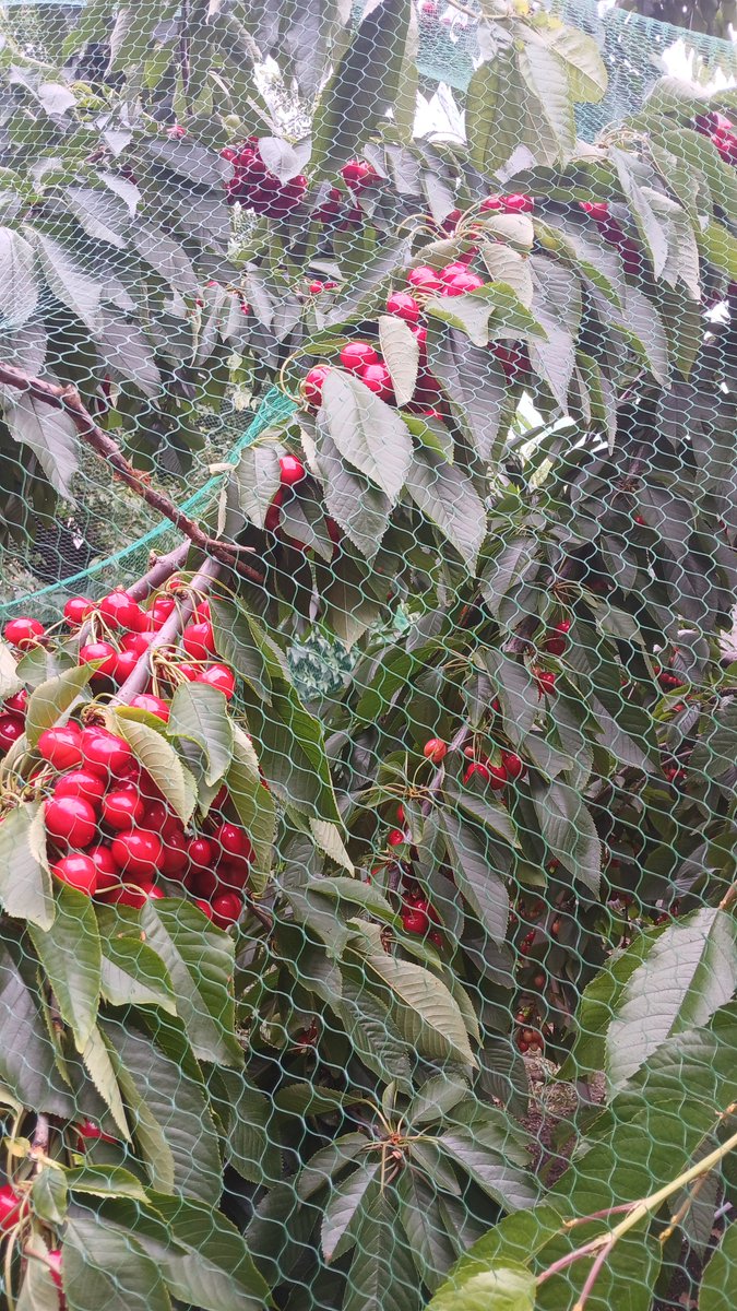 1chiaseeds's tweet photo. #Cherrytwt i cant wait to collect my cherries ngh #goodtwt https://t.co/6BZe84SfB9