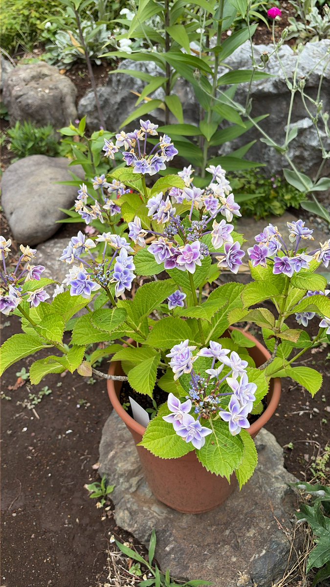 mamtetsu's tweet photo. ガクアジサイ

ポストする前に花が終わって
しまうよーと慌ててポスト
小さな鉢植えだけど
沢山咲いてます

#撮り徹 https://t.co/kFTG1m57TQ