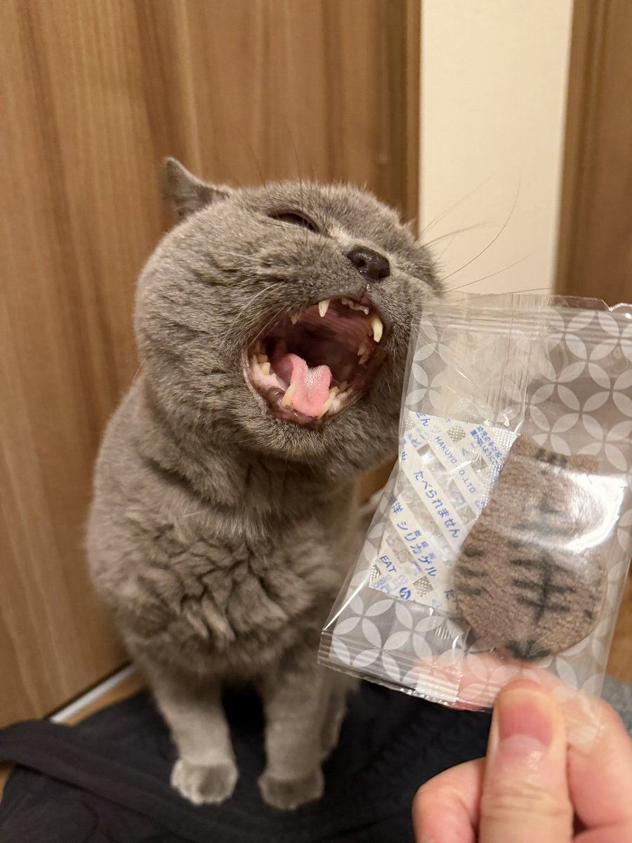 renoyass's tweet photo. もらったクッキーの型と色がビッシュに似ててとっても可愛い〜💞 https://t.co/aDcD56EKPk