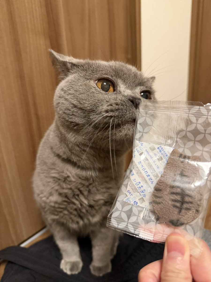 renoyass's tweet photo. もらったクッキーの型と色がビッシュに似ててとっても可愛い〜💞 https://t.co/aDcD56EKPk