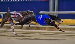 TheDogsSA's tweet photo. Greyhound of the Month for March was Apilla for Cameron Butcher being undefeated for the month.

Apilla had 4 starts for 4 wins with the highlights being two sizzling runs, over the 595m and 730m. Apilla’s record stood at 54 starts for 22 wins, 19 placings and earnings over $187k https://t.co/sZf1pogfOp