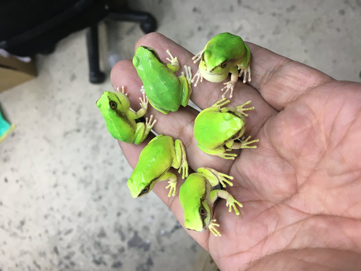 fdsoda's tweet photo. #かえるの日
そうなのか🐸

筑波大学の先生とアマガエルの研究用に作ってはや7〜8年。

毎年バージョンアップして今年も始動！
今年は駆動部もバージョンアップするのだ〜٩( 'ω' )و https://t.co/SKAJECVLUo