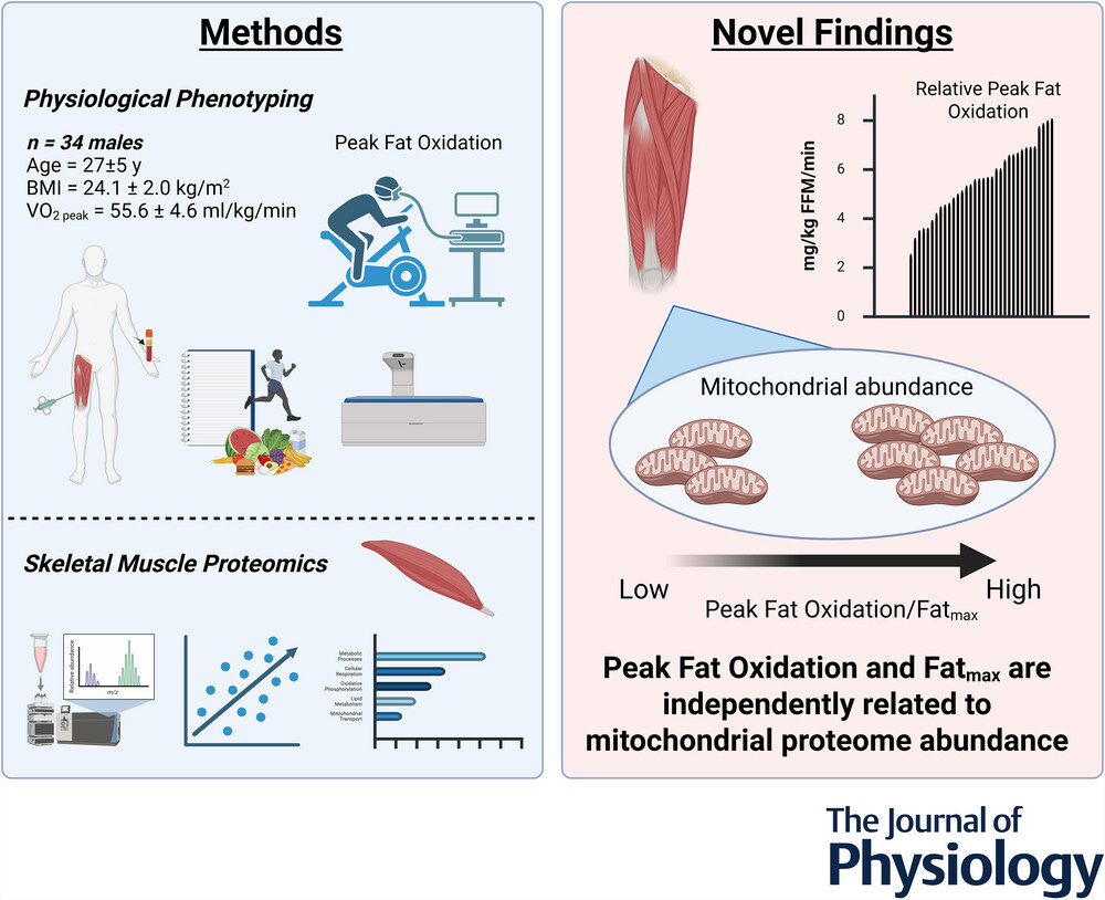 a_garciahermoso's tweet photo. 🧬 Ciencia

La proteómica muscular muestra que una mayor abundancia mitocondrial se asocia con mejor oxidación de grasas durante el ejercicio 🧔‍♂️ 💪⚡

👀Más evidencia de que el músculo importa mucho más allá del VO₂peak.

https://t.co/bP673oTXeI https://t.co/Vm6mvCp4Vz