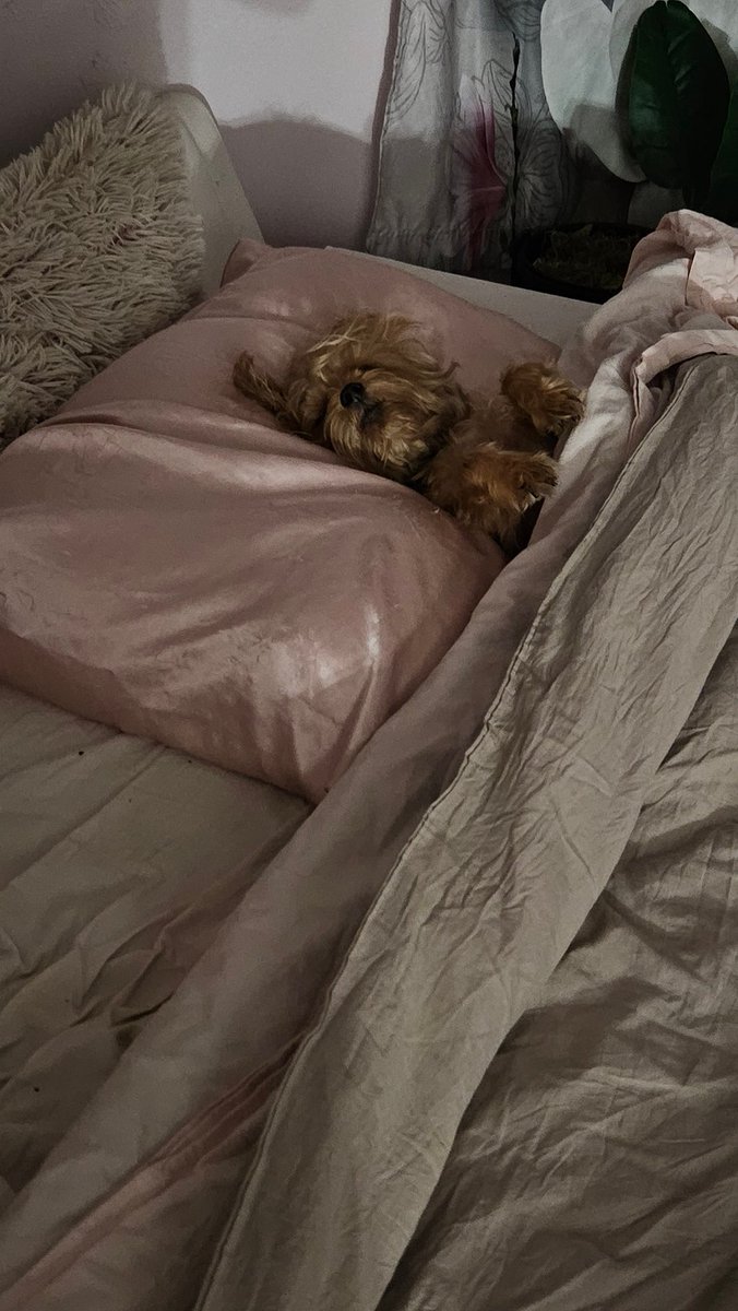 eimmaC's tweet photo. @TiffMoodNukes Dogs are the best! 🥰 https://t.co/xlRBQtkOkf