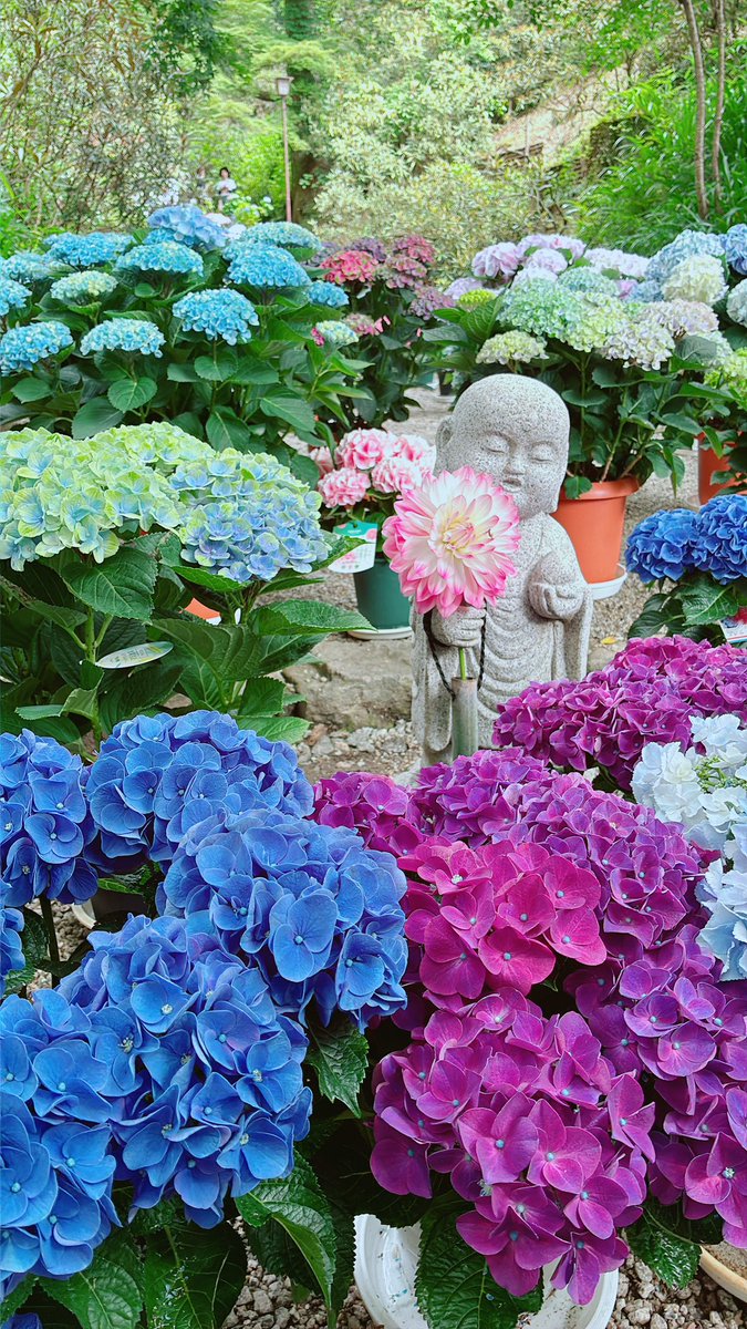 miryongjp's tweet photo. わたしのパワースポット
岡寺 https://t.co/N2a36vQjYG