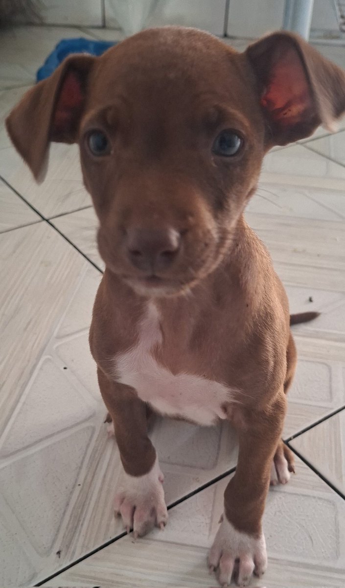 itloveddl's tweet photo. Meu bom dia hoje foi assim, acolhendo esse trocinho q estava perdido na rua 🥹 https://t.co/zXM4pHy8Y7
